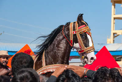 horseback trail in Pushkar fair