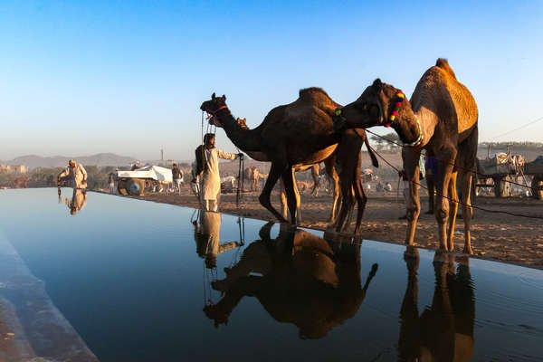 Camels at the Pushkar Fair in Rajasthan