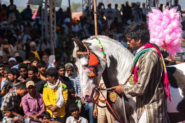 Marwari horse at a local Rajasthan event