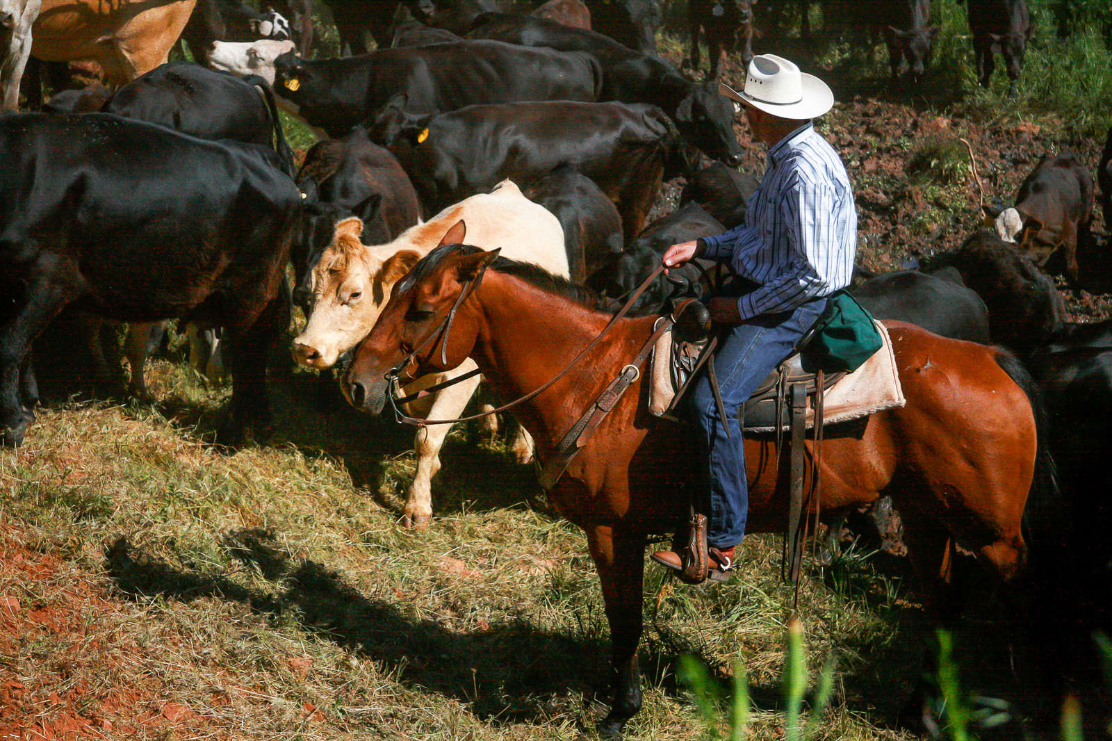 ride-on-an-authentic-working-cattle-ranch-in-montana-equus-journeys