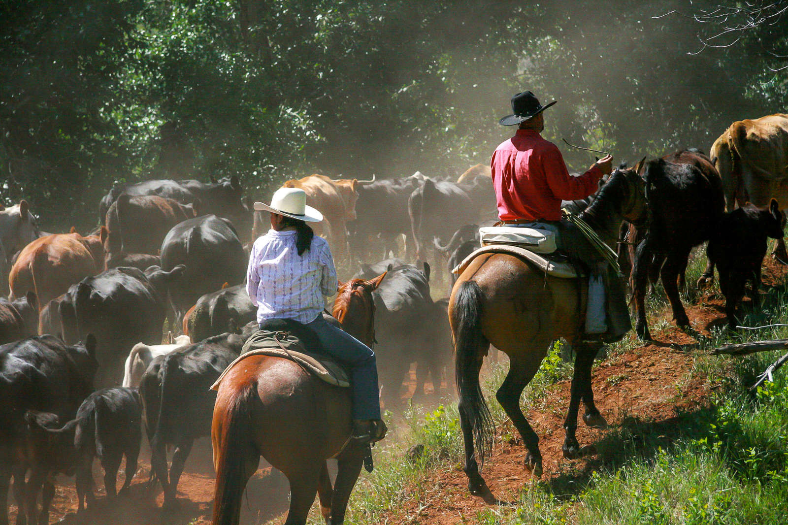 Ride on an authentic working cattle ranch in Montana | Equus Journeys