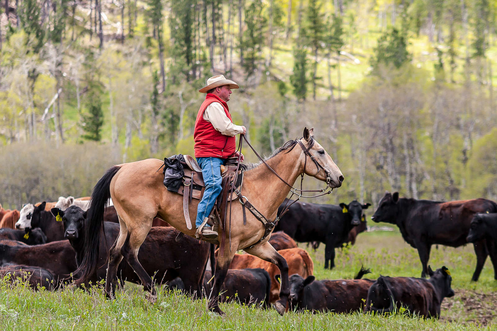 work and travel usa horse ranch