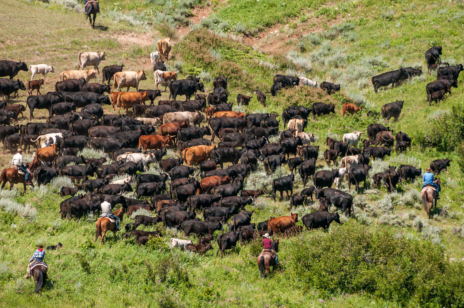 Join a genuine ranch and cattle drive holiday in America | Equus Journeys