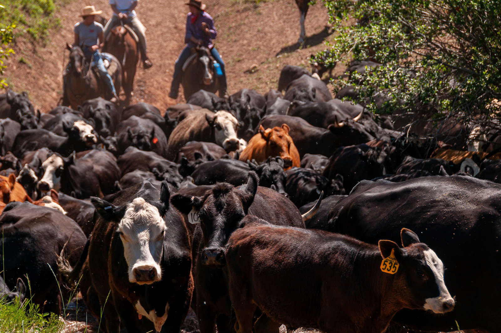 Join a genuine ranch and cattle drive holiday in America | Equus Journeys