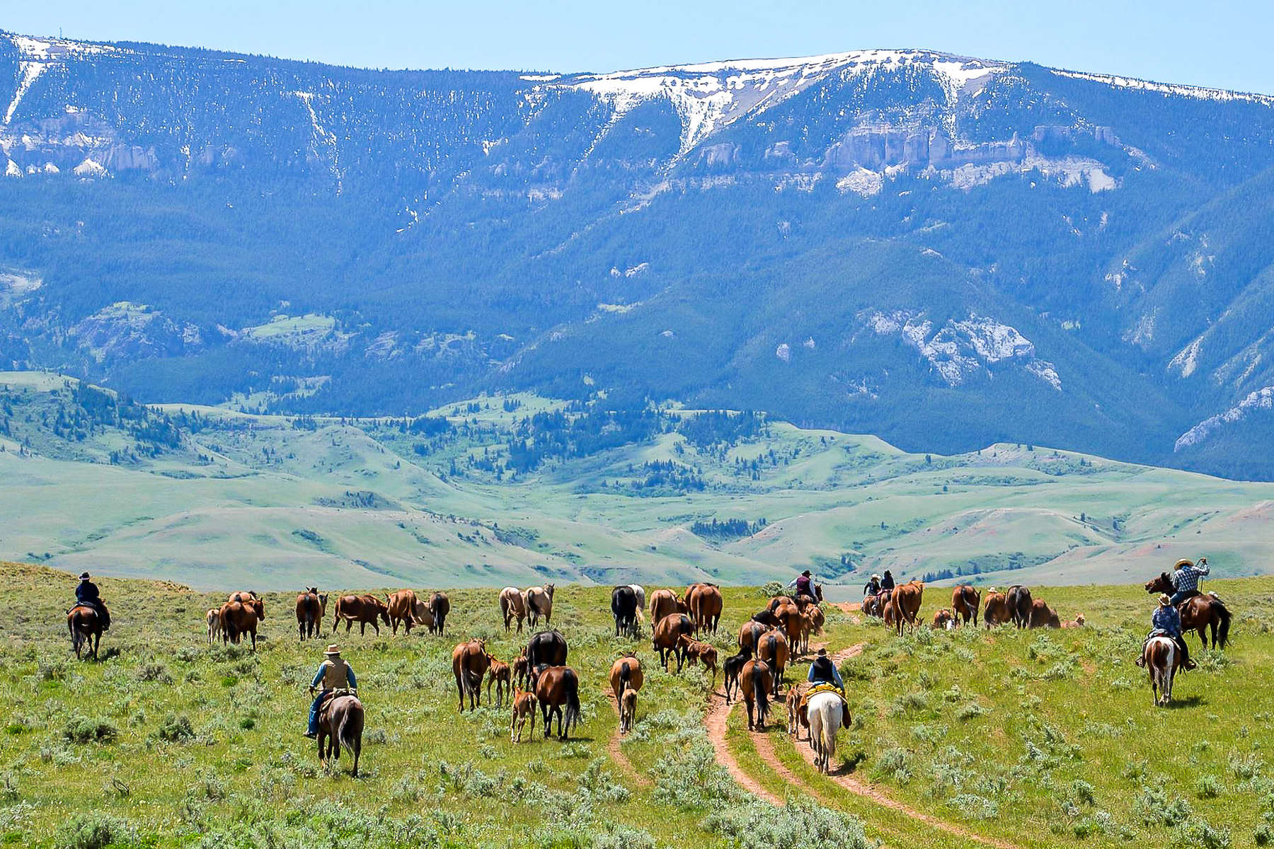 Ride With Cowboys In A Cattle Drive In Wyoming And Montana Equus Journeys