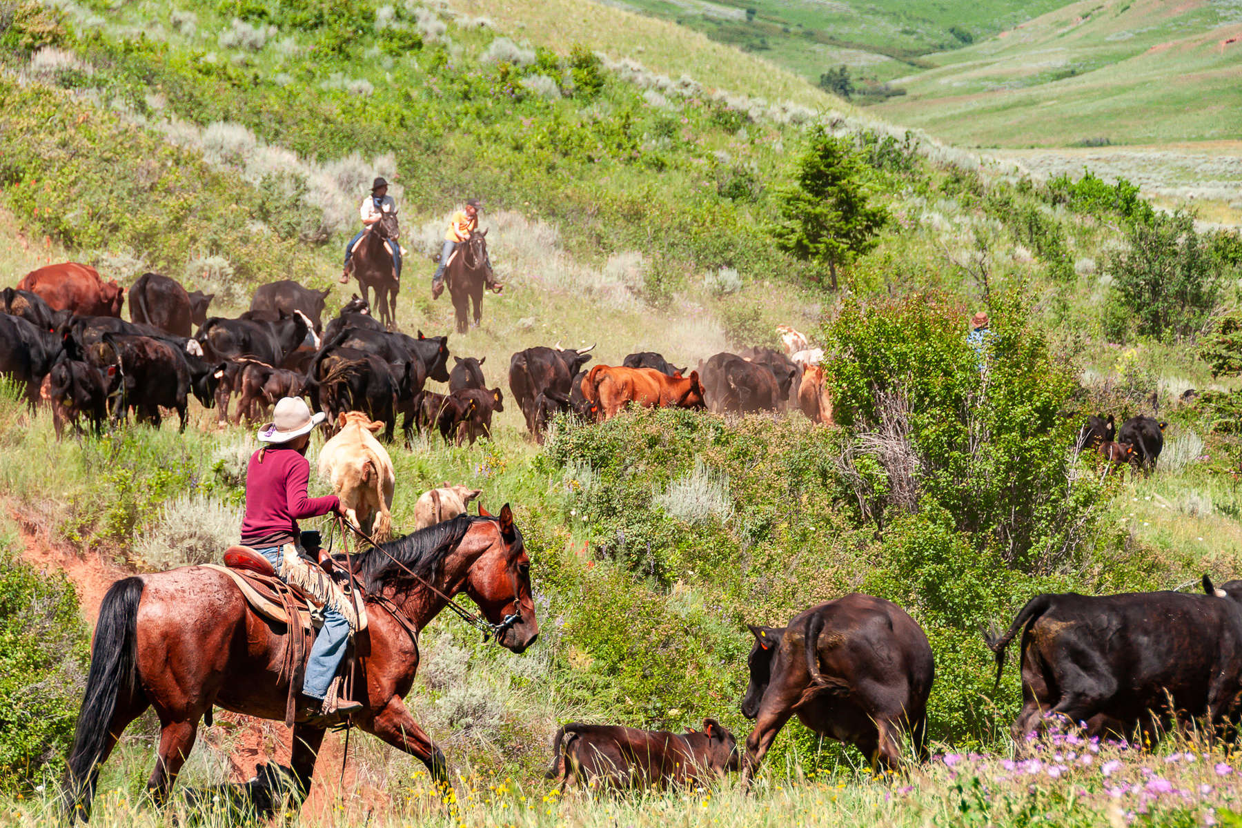 Rounding Up Cattle In The Pryor Mountains At Tx Ranch 7525 
