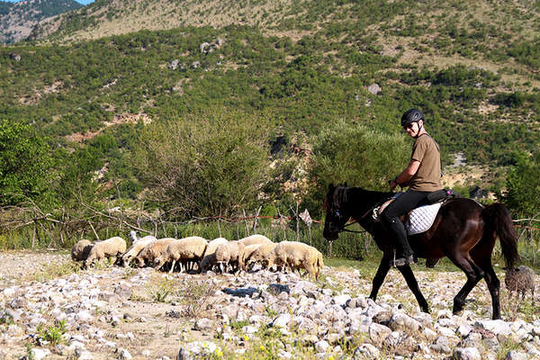 Albania riding holiday, rider and sheep