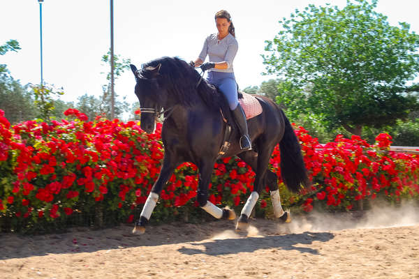 Practice your dressage skills in Andalucia, southern Spain | Equus Journeys