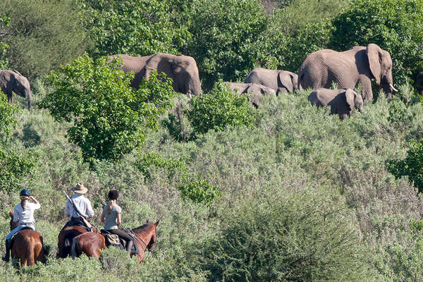 Riders and elephants in Botswana