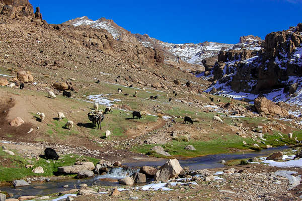 Scenery of the Atlas mountains and cattle grazing