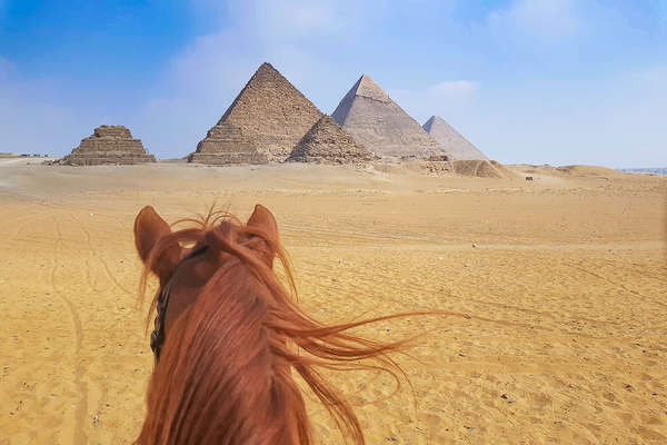 Watching the pyramids between the ears of an Arabian horse