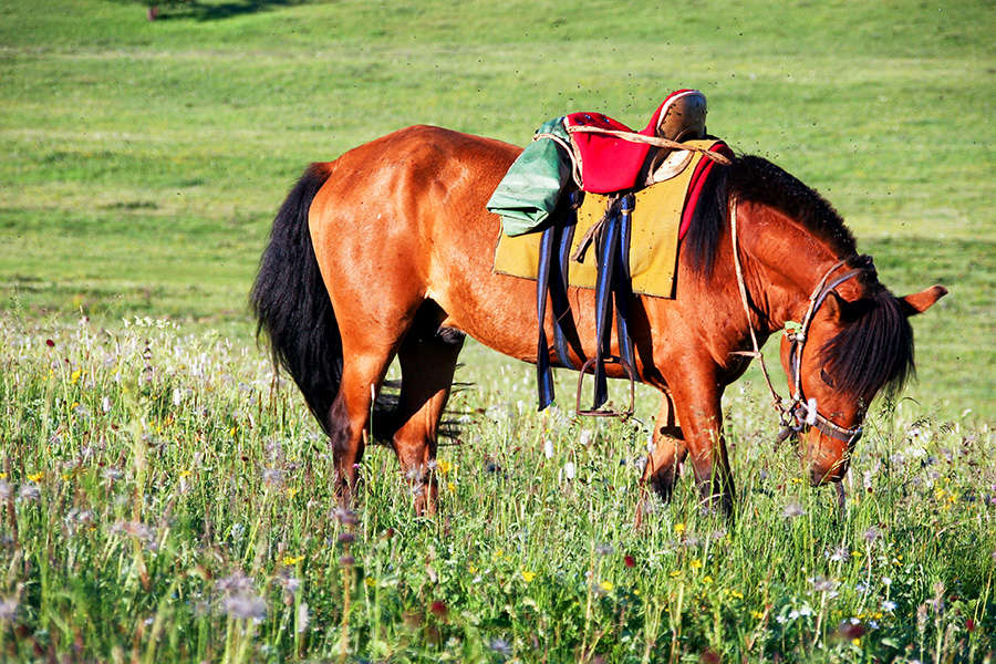 Horse Riding Trails In Mongolia Equus Journeys